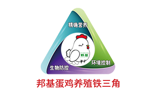 亿万先生蛋鸡养殖铁三角